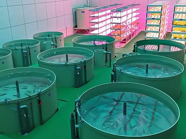 圓桶養殖
